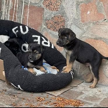 Собака даром: Дворняжка, 2 месяца, Самец at lalafo.kg Собака даром: Дворняжка, 2 месяца, Самец