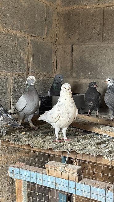 Две голубки лет игра есть несута и пискунов хорошо кормит at lalafo.kg Две голубки лет игра есть несута и пискунов хорошо кормит