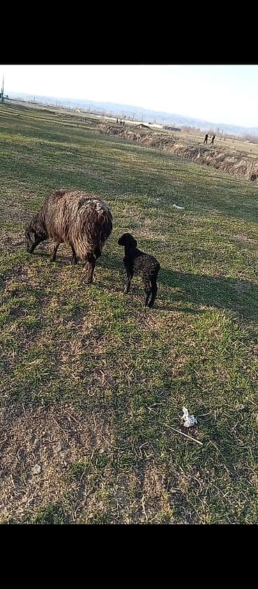 Продаю | Овца (самка), Ягненок at lalafo.kg Продаю | Овца (самка), Ягненок