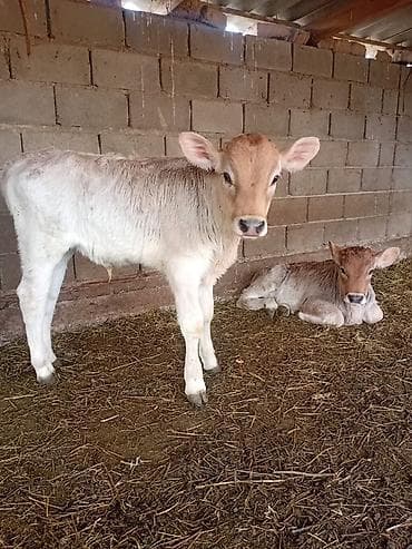 Продаю | Музоо, торпок at lalafo.kg Продаю | Музоо, торпок