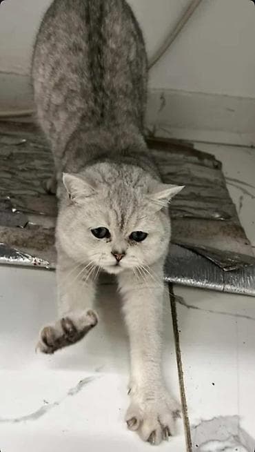 Британская короткошёрстная кошка, окрас серебристый шиншилла at lalafo.kg — 2 Британская короткошёрстная кошка, окрас серебристый шиншилла — 2