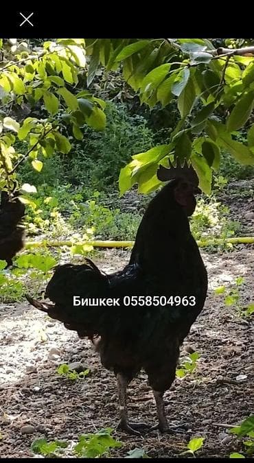 Продаю | Цыплята, Инкубационные яйца | Для разведения at lalafo.kg Продаю | Цыплята, Инкубационные яйца | Для разведения