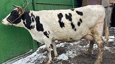 Продаю | Корова (самка) | Алатауская | Для молока at lalafo.kg Продаю | Корова (самка) | Алатауская | Для молока