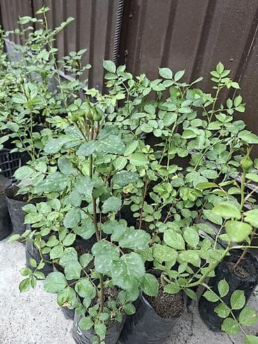 Саженцы Самовывоз, Платная доставка at lalafo.kg Саженцы Самовывоз, Платная доставка