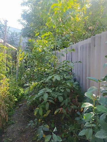 Саженцы ореха (похож на грецкий/черный1.5-2+с орех) из частного сада at lalafo.kg Саженцы ореха (похож на грецкий/черный1.5-2+с орех) из частного сада