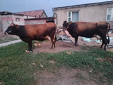 Продаю | Корова (самка) | Для молока | Привязанные at lalafo.kg Продаю | Корова (самка) | Для молока | Привязанные