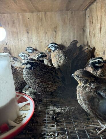 Продаю | Куры, Петух at lalafo.kg Продаю | Куры, Петух