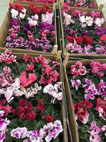 Цикламен персидский (Cyclamen persicum), комнатные цветущие растения в at lalafo.kg Цикламен персидский (Cyclamen persicum), комнатные цветущие растения в