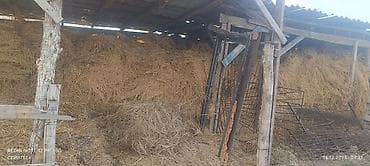 Солома/сено навалом в крытом сарае. - Крупные насыпи под навесом at lalafo.kg Солома/сено навалом в крытом сарае. - Крупные насыпи под навесом