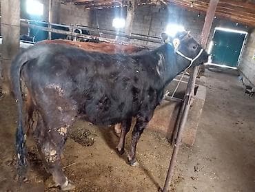 Продаю | Бык (самец) | На откорм | Привязанные at lalafo.kg Продаю | Бык (самец) | На откорм | Привязанные