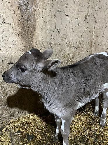 Сатам | Музоо | Аргын | Бордоп семиртүү үчүн lalafo.kg да — 3 Сатам | Музоо | Аргын | Бордоп семиртүү үчүн — 3