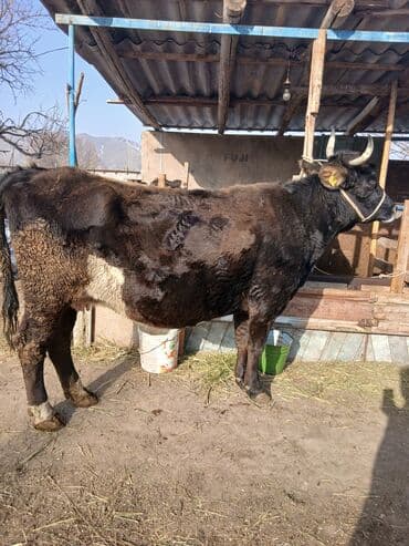 Продаю | Корова (самка) | Алатауская | Для разведения | Привязанные at lalafo.kg Продаю | Корова (самка) | Алатауская | Для разведения | Привязанные