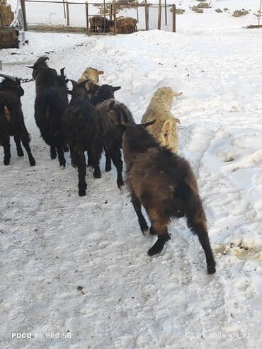 Продаю | Коза (самка) | Для разведения at lalafo.kg Продаю | Коза (самка) | Для разведения