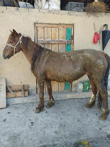 Продаю | Кобыла (самка) at lalafo.kg Продаю | Кобыла (самка)