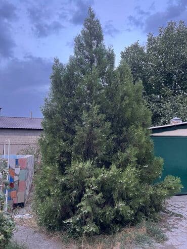 Саженцы деревьев: Ели, Самовывоз at lalafo.kg Саженцы деревьев: Ели, Самовывоз