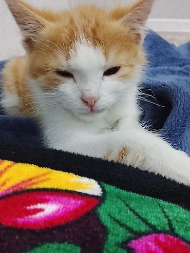 Пушистый котёнок, домашний компаньон. - Окрас: рыжий с белым, розовый at lalafo.kg Пушистый котёнок, домашний компаньон. - Окрас: рыжий с белым, розовый