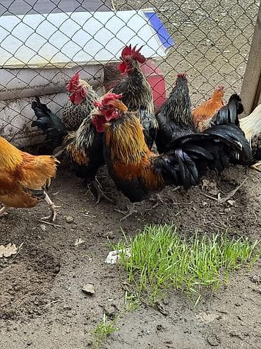 Продаю петухов бентамки! Прошлого года! Курочек топчат и кукарекают! at lalafo.kg Продаю петухов бентамки! Прошлого года! Курочек топчат и кукарекают!
