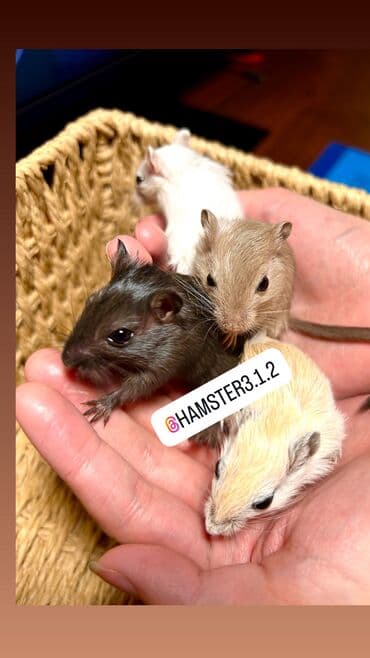 Продаются РУЧНЫЕ песчанки. От них НЕТ ЗАПАХА, как от хомячков и крыс at lalafo.kg Продаются РУЧНЫЕ песчанки. От них НЕТ ЗАПАХА, как от хомячков и крыс