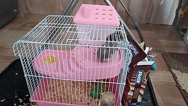 2 хомяк уясы менен сатылат 1000 сом at lalafo.kg 2 хомяк уясы менен сатылат 1000 сом