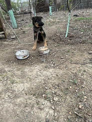 Собака даром: Овчарка, 3 месяца, Самец at lalafo.kg Собака даром: Овчарка, 3 месяца, Самец