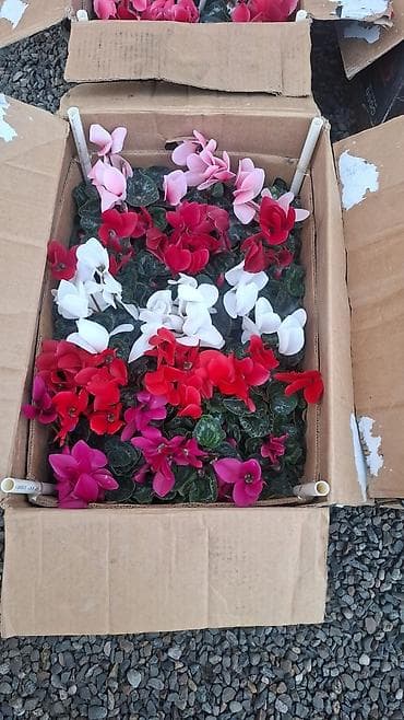 Proton: Комнатные цветы в горшках — ассортимент из теплицы - Каланхоэ at lalafo.kg — 5 Proton: Комнатные цветы в горшках — ассортимент из теплицы - Каланхоэ — 5