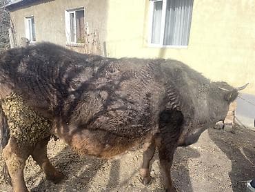 Продаю | Корова (самка) | Для разведения | Привязанные at lalafo.kg Продаю | Корова (самка) | Для разведения | Привязанные