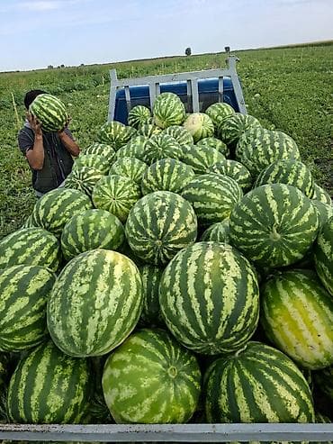 Арбузы Оптом, Бесплатная доставка at lalafo.kg Арбузы Оптом, Бесплатная доставка