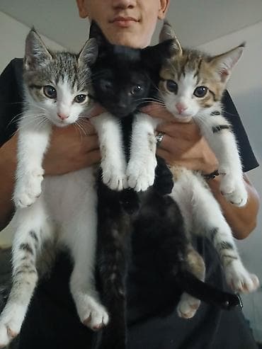 Котята домашние, помёт из трёх: два тигровых окраса (белые лапки at lalafo.kg Котята домашние, помёт из трёх: два тигровых окраса (белые лапки