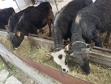 Продаю | Бык (самец) | На откорм | Привязанные at lalafo.kg Продаю | Бык (самец) | На откорм | Привязанные