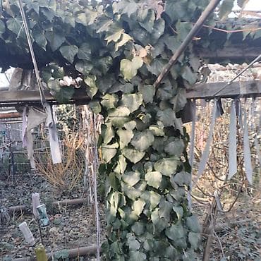 Самшит: Саженцы декоративных растений для озеленения участка и живых lalafo.kg да — 5 Самшит: Саженцы декоративных растений для озеленения участка и живых — 5