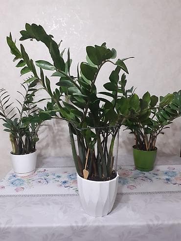 СРОЧНО продаются красивые ухоженные цветы: долларовое дерево at lalafo.kg СРОЧНО продаются красивые ухоженные цветы: долларовое дерево