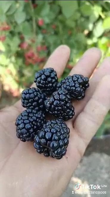 Продаётся саженцы ежевика. сорт "Тройная корона", ремонтантная, без at lalafo.kg Продаётся саженцы ежевика. сорт "Тройная корона", ремонтантная, без