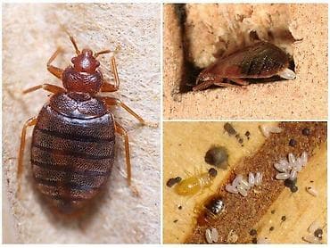 Chrysler: Дезинфекциялоо, дезинсекциялоо, | Канталалар, | Үйлөр, Батирлер, Кафелер, дүкөндөр lalafo.kg да — 4 Chrysler: Дезинфекциялоо, дезинсекциялоо, | Канталалар, | Үйлөр, Батирлер, Кафелер, дүкөндөр — 4