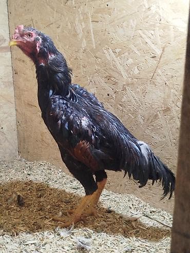 Дакан короз сатылат активный бир козу кор Урука алмашу жолдору бар at lalafo.kg Дакан короз сатылат активный бир козу кор Урука алмашу жолдору бар