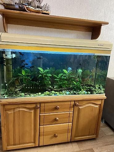 Аквариум 250 литров (высота 135 ширина 117 ) продается с тумбой из at lalafo.kg Аквариум 250 литров (высота 135 ширина 117 ) продается с тумбой из