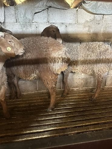 Продаю | Овца (самка) | Полукровка | Для разведения at lalafo.kg Продаю | Овца (самка) | Полукровка | Для разведения