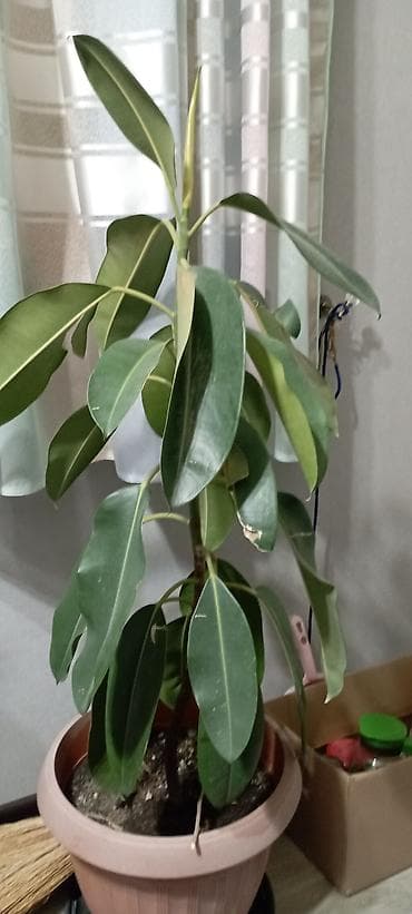 Комнатные растения в горшках 1) Фикус эластика (каучуконосный) - at lalafo.kg Комнатные растения в горшках 1) Фикус эластика (каучуконосный) -