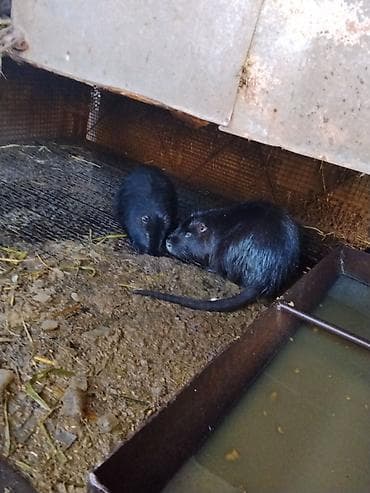 Продаю нутрий самцы на племя от 4месецев до 1.2 месяца есть молодые at lalafo.kg Продаю нутрий самцы на племя от 4месецев до 1.2 месяца есть молодые