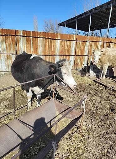 Продаю | Бык (самец) | Полукровка | На откорм | Племенные at lalafo.kg Продаю | Бык (самец) | Полукровка | На откорм | Племенные