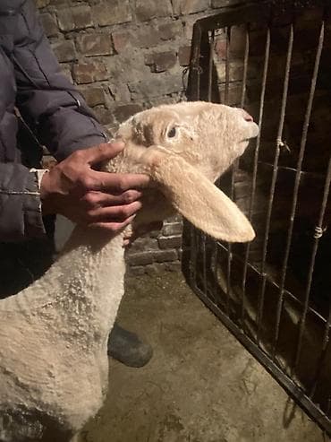 Продаю | Овца (самка) | Для разведения at lalafo.kg — 3 Продаю | Овца (самка) | Для разведения — 3