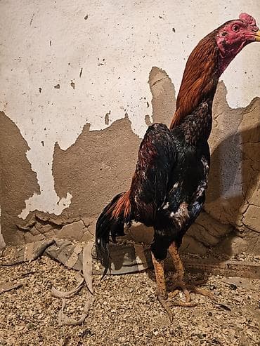 Продаю | Петух | Бойцовая | Для разведения at lalafo.kg Продаю | Петух | Бойцовая | Для разведения