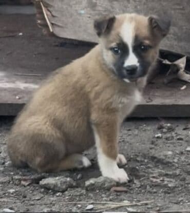 1 месяц, Самец at lalafo.kg 1 месяц, Самец