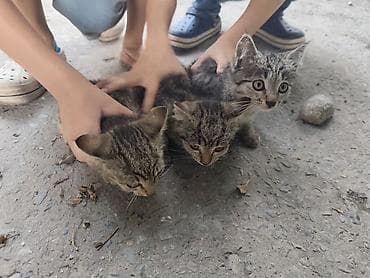 Три котёнка-полосатика (серо-коричневый табби). Примерный возраст — at lalafo.kg Три котёнка-полосатика (серо-коричневый табби). Примерный возраст —