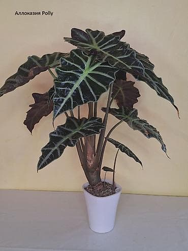 Аглаонемалар: #Аллоказии/Сингонеумы/ Прочее-Домашние - Адаптированные!!! lalafo.kg да — 8 Аглаонемалар: #Аллоказии/Сингонеумы/ Прочее-Домашние - Адаптированные!!! — 8