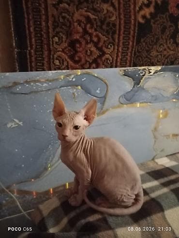 Сфинкс, 2 месяца, Мальчик, Приучена к лотку at lalafo.kg Сфинкс, 2 месяца, Мальчик, Приучена к лотку