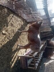 Козу кочкор 8 ай гигант 20миң доллар at lalafo.kg Козу кочкор 8 ай гигант 20миң доллар