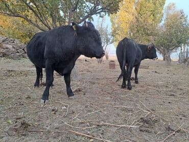 Продаю | Бык (самец) | На откорм | Племенные at lalafo.kg Продаю | Бык (самец) | На откорм | Племенные
