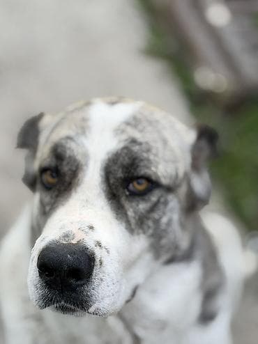 Крупная собака с мощным телосложением и выразительной маской на морде lalafo.kg да Крупная собака с мощным телосложением и выразительной маской на морде