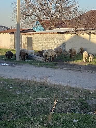 Продаю | Баран (самец), Овца (самка), Ягненок | Полукровка | Для разведения | Матка at lalafo.kg Продаю | Баран (самец), Овца (самка), Ягненок | Полукровка | Для разведения | Матка