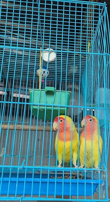 Пара неразлучников (Agapornis) в комплекте с клеткой и аксессуарами at lalafo.kg Пара неразлучников (Agapornis) в комплекте с клеткой и аксессуарами